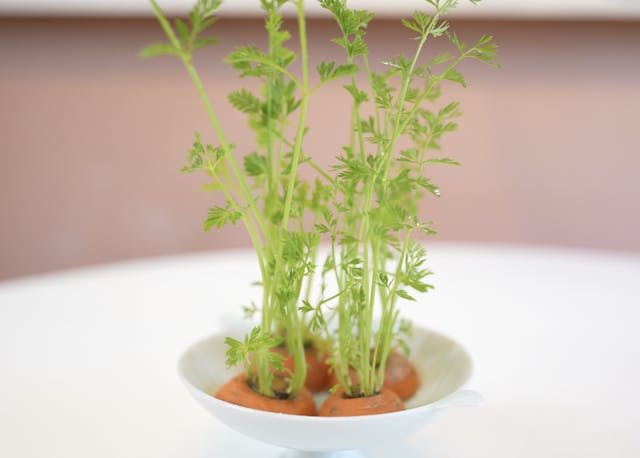 捨てるはずの野菜のヘタや芯を再利用
「再生栽培(リボベジ)」