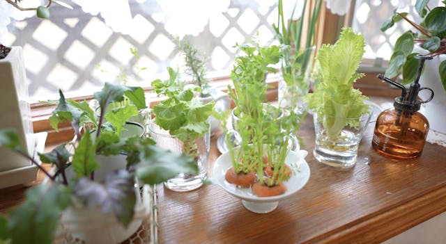 大人気の野菜「6品種」にチャレンジ