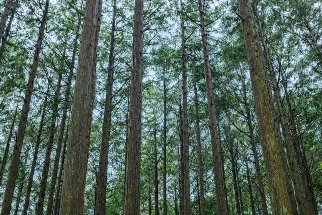 香りを楽しみながら
日本の自然や地域にも目を向ける