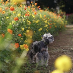 tibi.inuさん