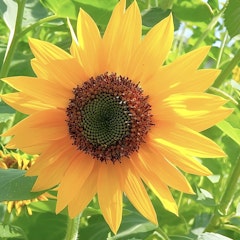 ざくろジュースさん