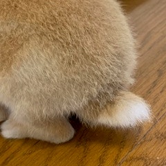 うさぎのしっぽさん