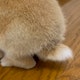 うさぎのしっぽさん