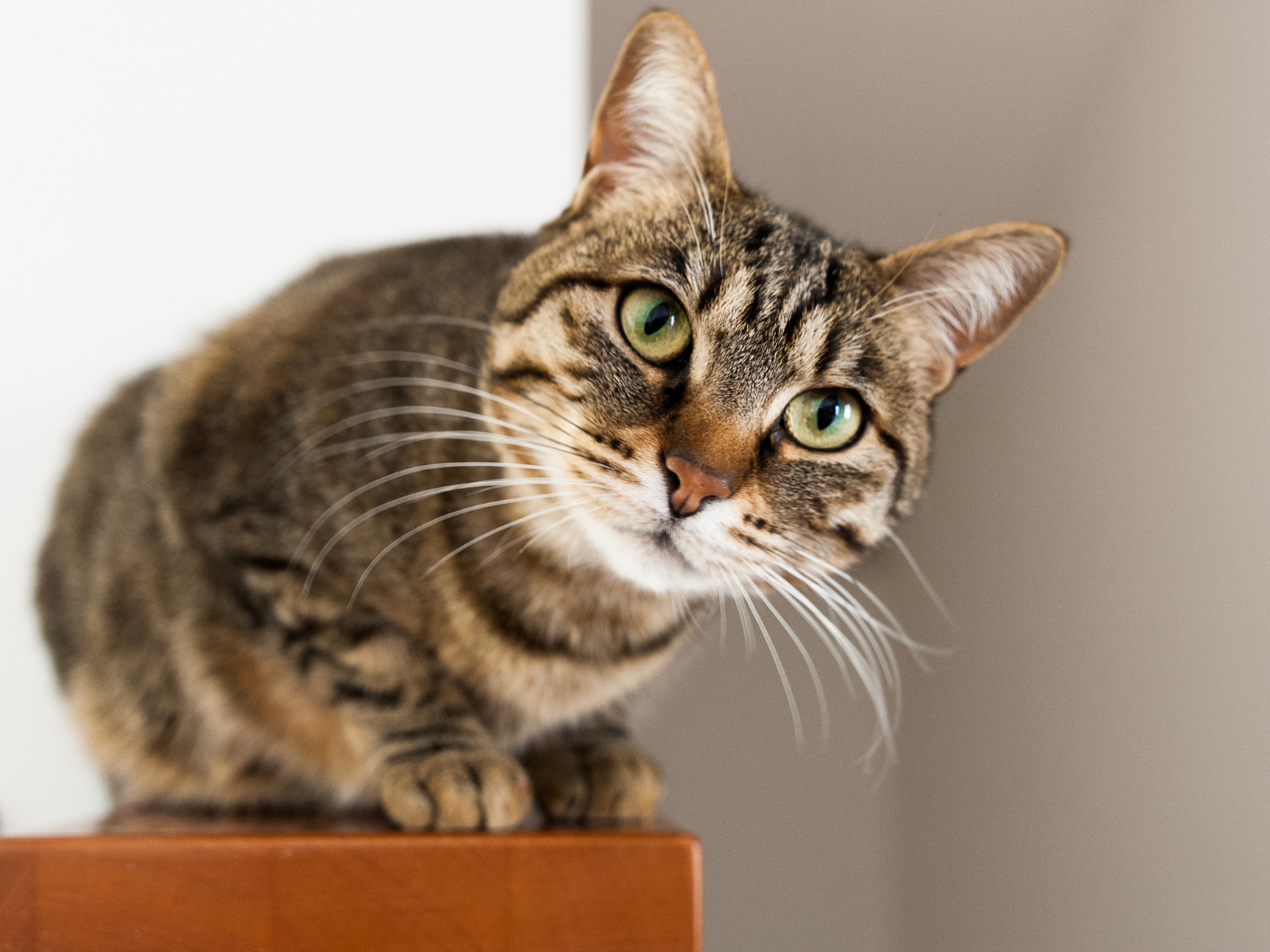 カメラマンに学ぶ！猫の撮影テクニック実践コース（スマホ撮影編）を受講したS.Eさんの作品