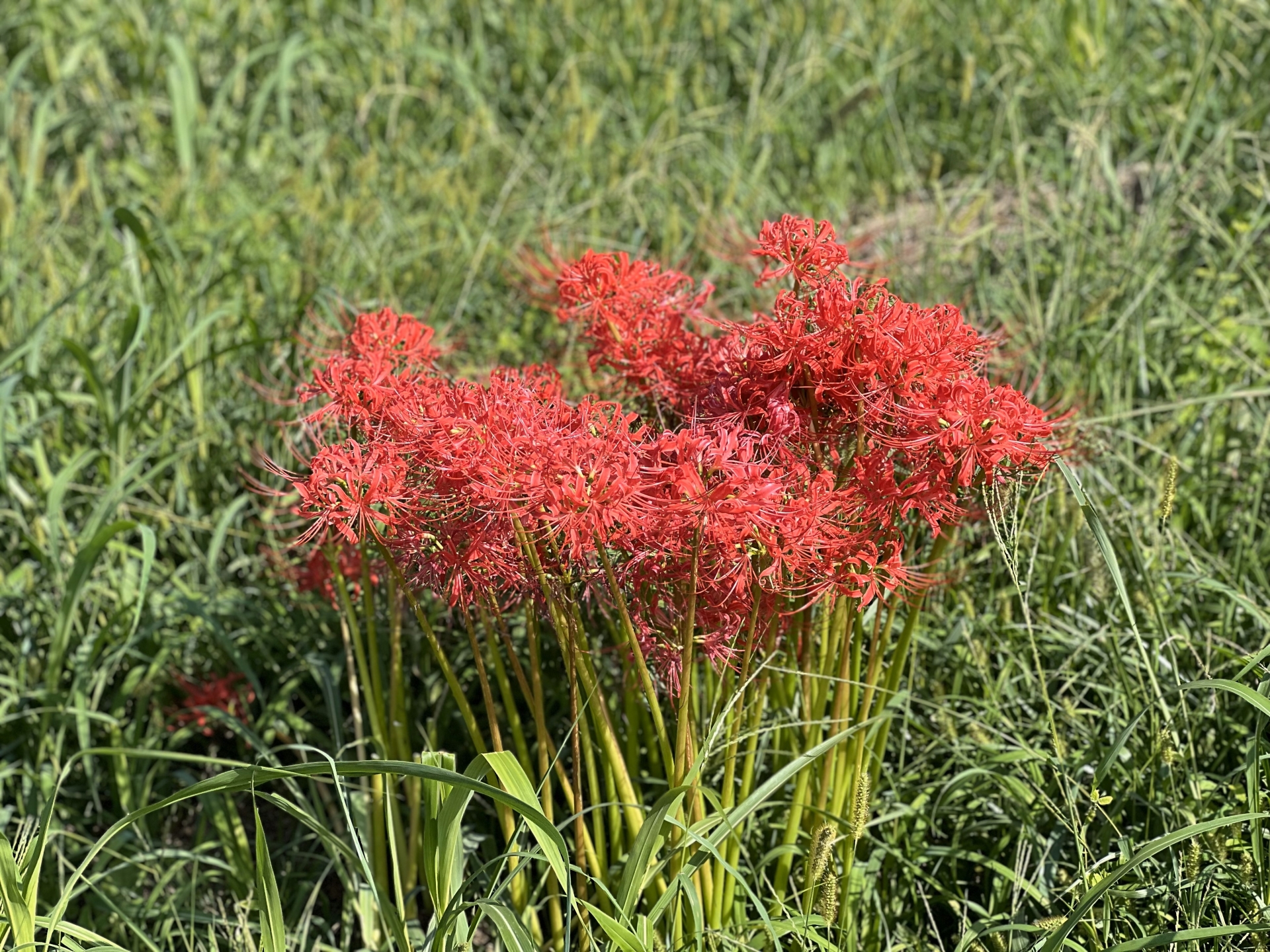 桜さん