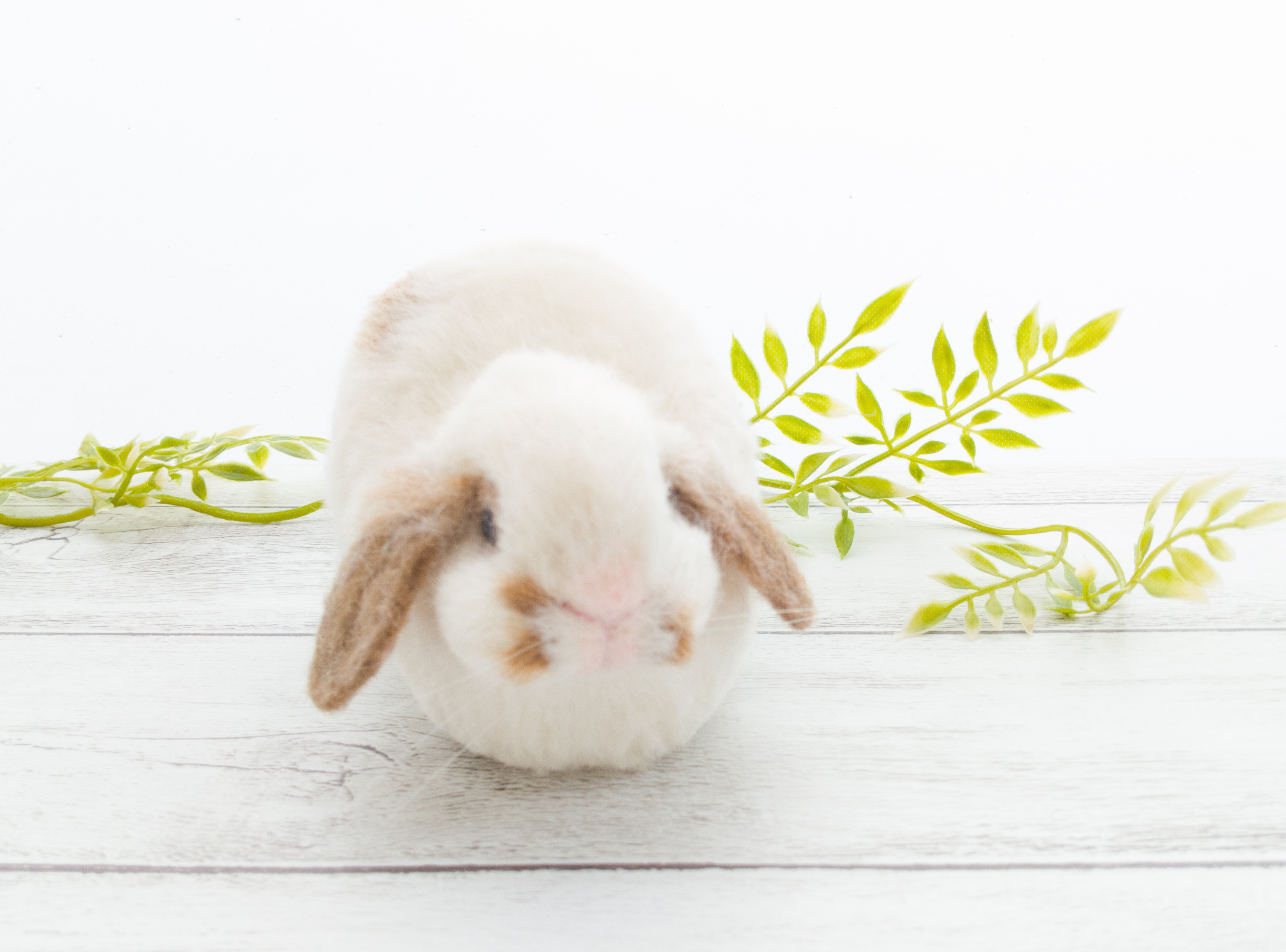 動画 リアルうさぎの作り方 ロップイヤー Fantist