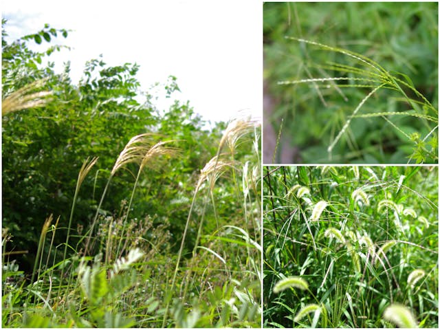 身近な秋の野原の草花で