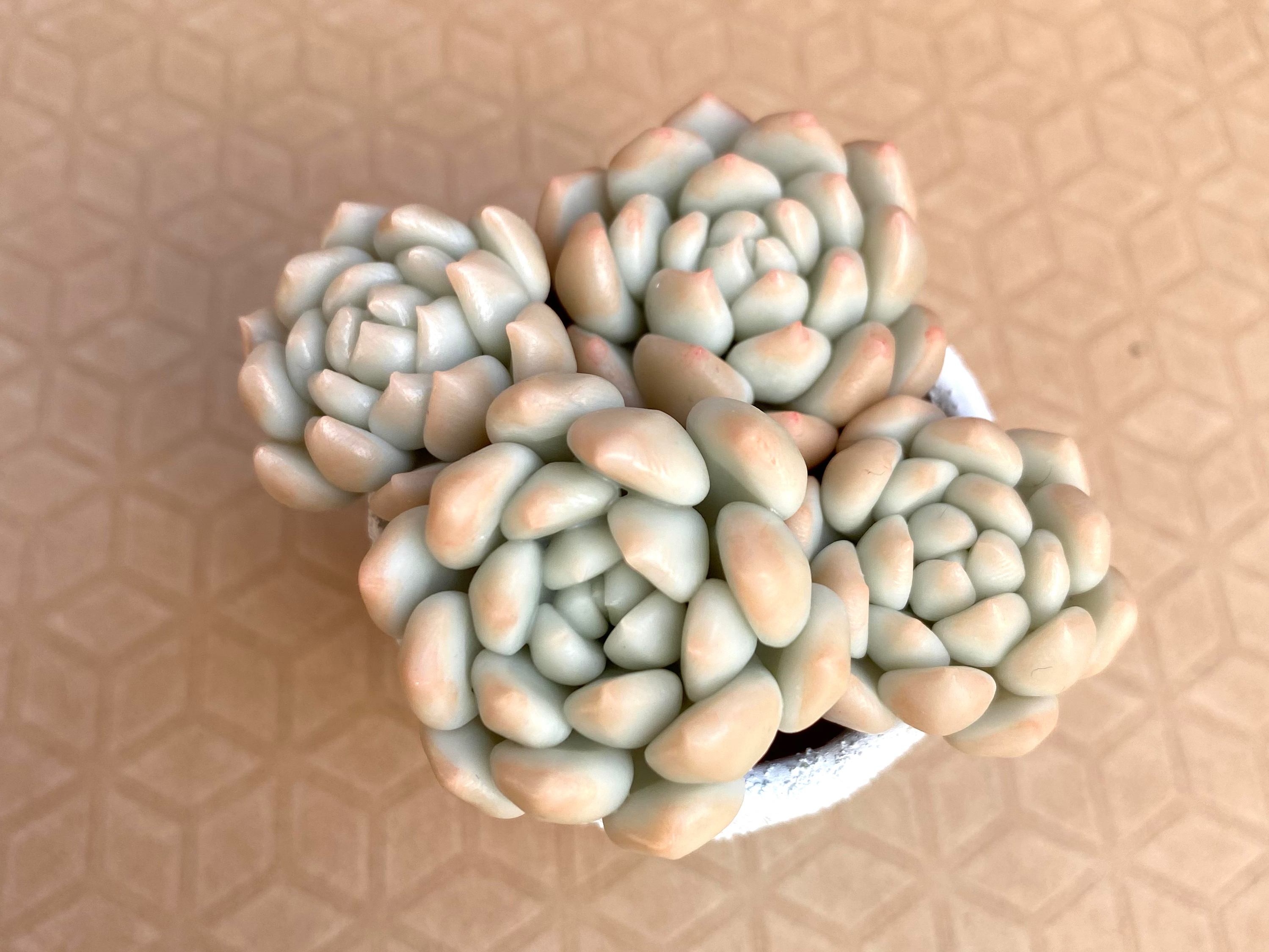 Lesson 02エケベリアの基本•造形編