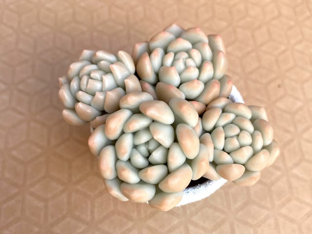 Lesson 02エケベリアの基本•造形編