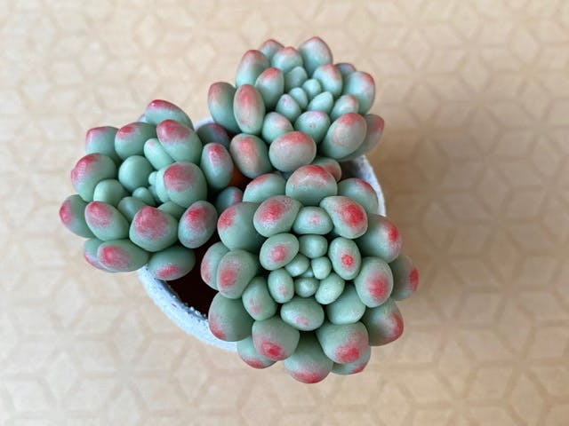 Lesson 05 フーケリーの作り方