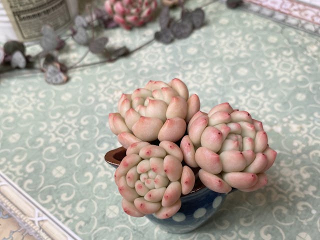 Lesson 08 オレンジモンローの作り方