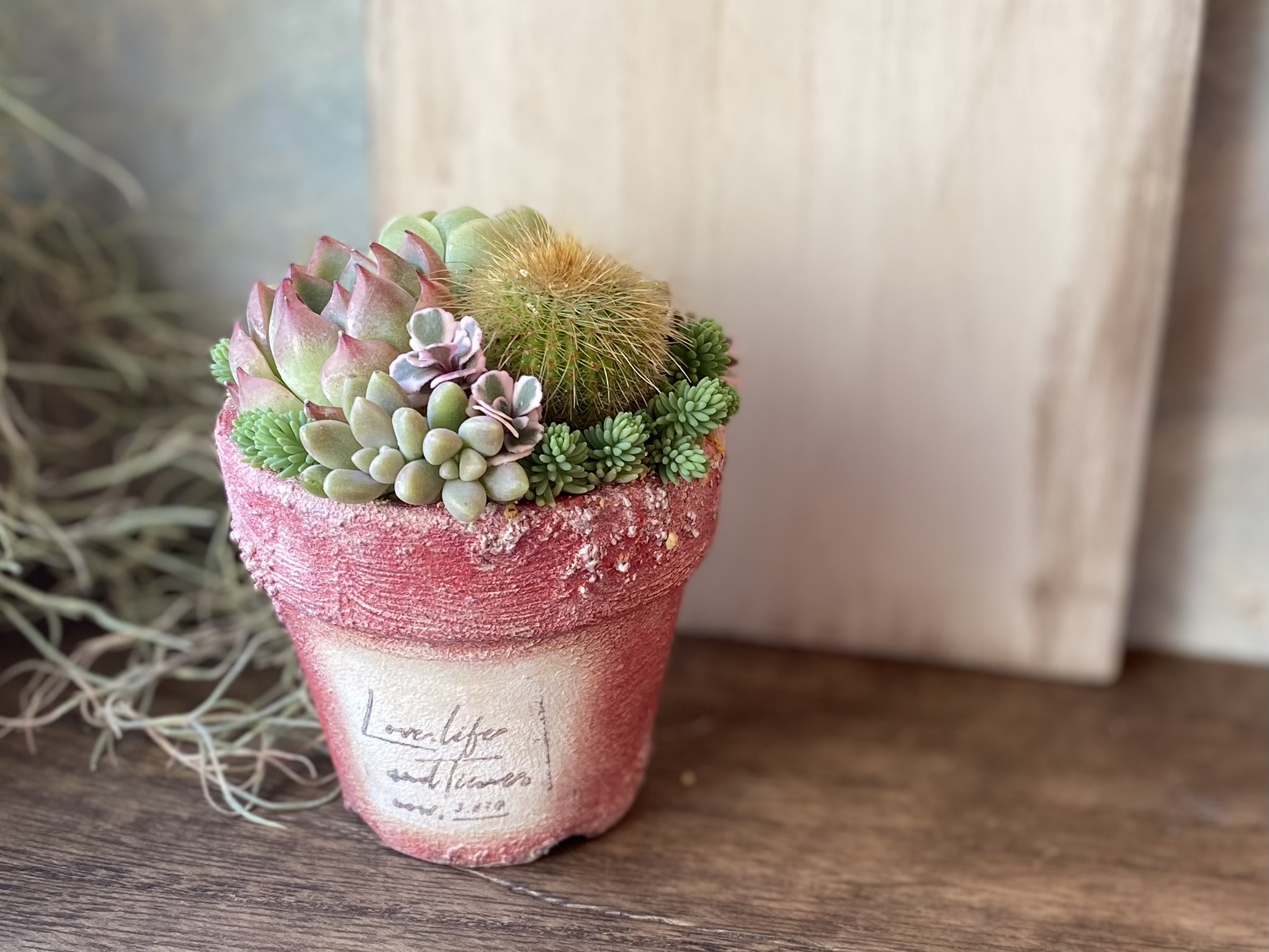 多肉寄せ植え・多肉とサボテンの小さな基本寄せのやり方