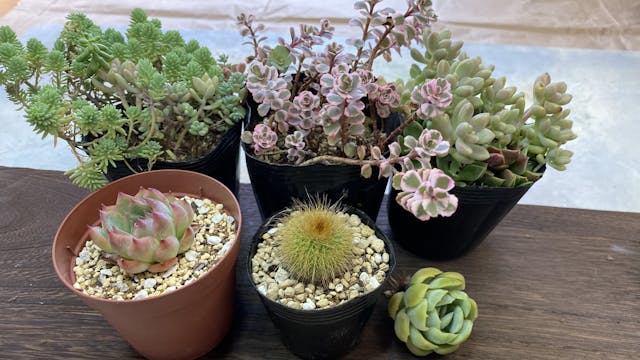 使った苗の紹介