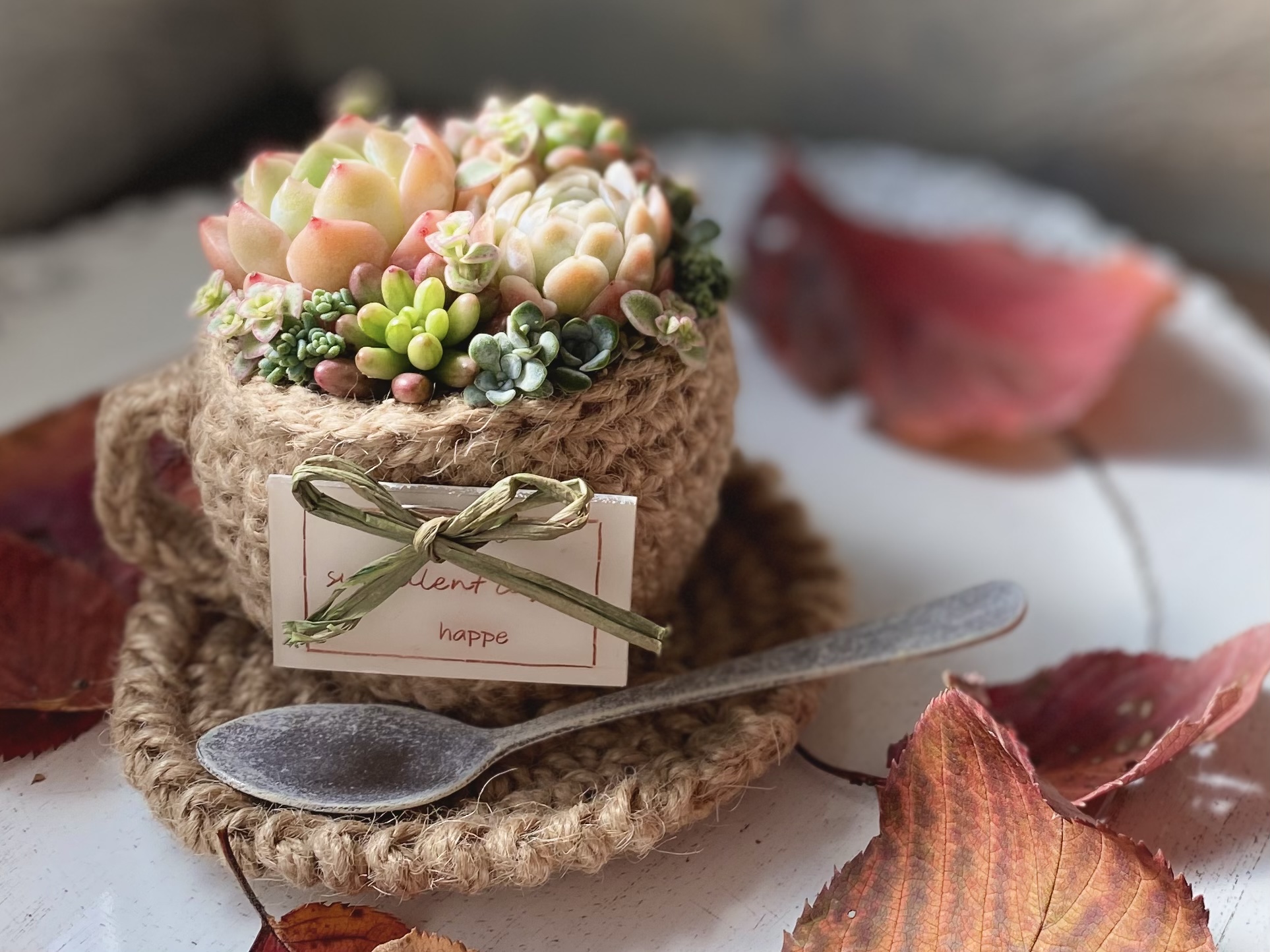 多肉寄せ植え・まるでデザートの様な麻紐カップ寄せのやり方