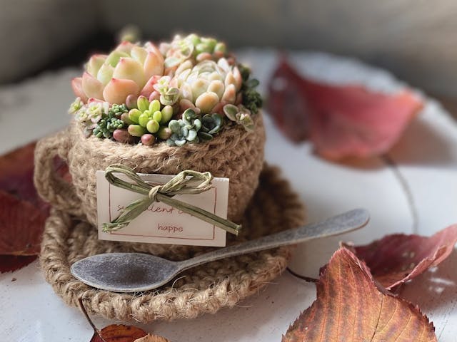 多肉寄せ植え・まるでデザートの様な麻紐カップ寄せのやり方