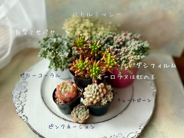 小さな器に多肉植物を可愛く寄せるコツ