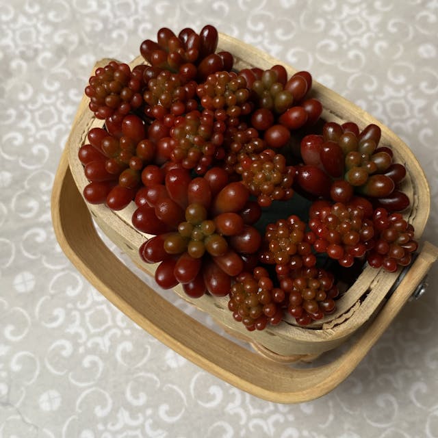 中級編5 虹の玉、レッドベリーの作り方