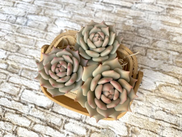 中級編7  ローラの作り方