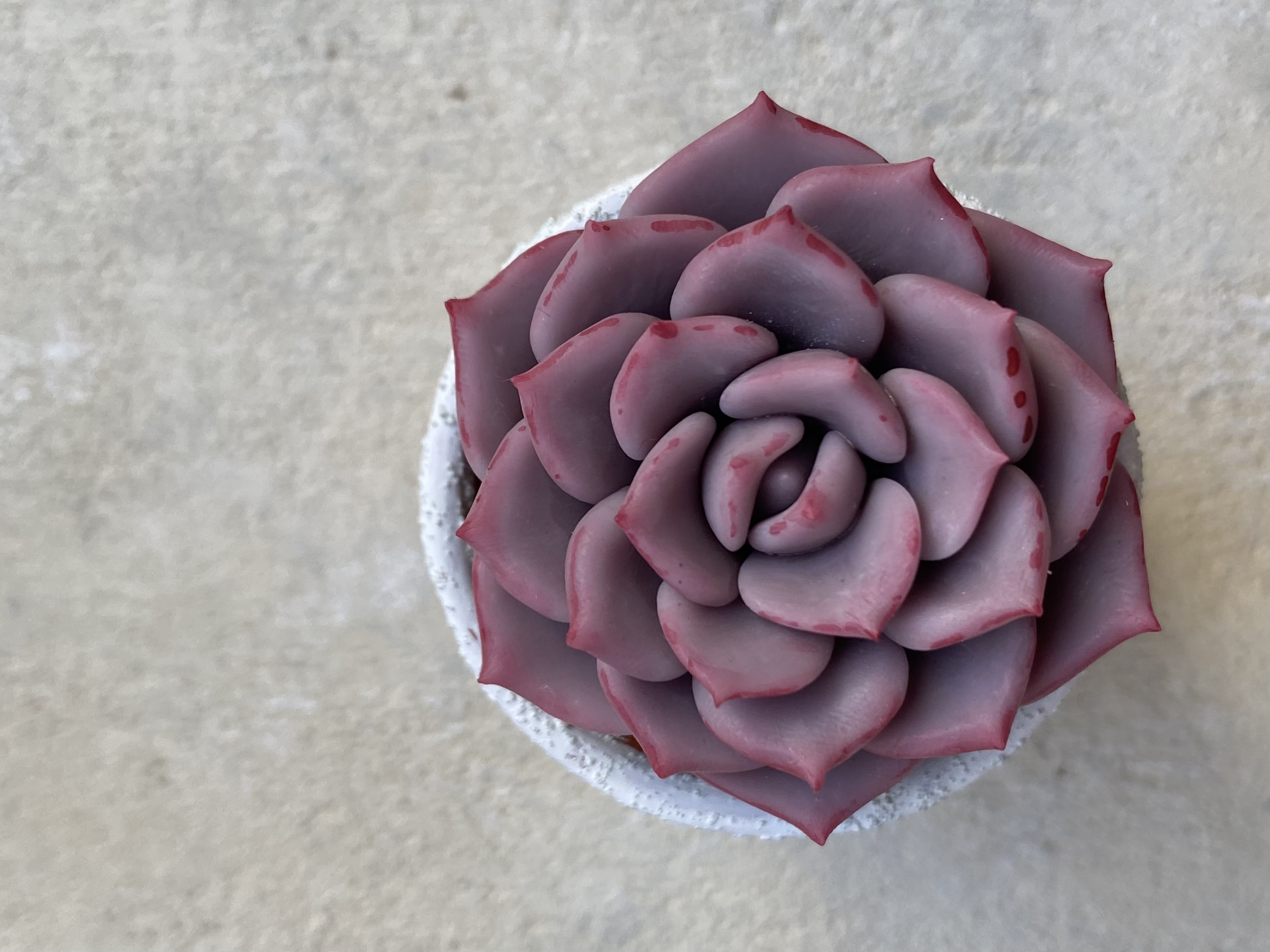 Lesson 11 ダスティローズの作り方