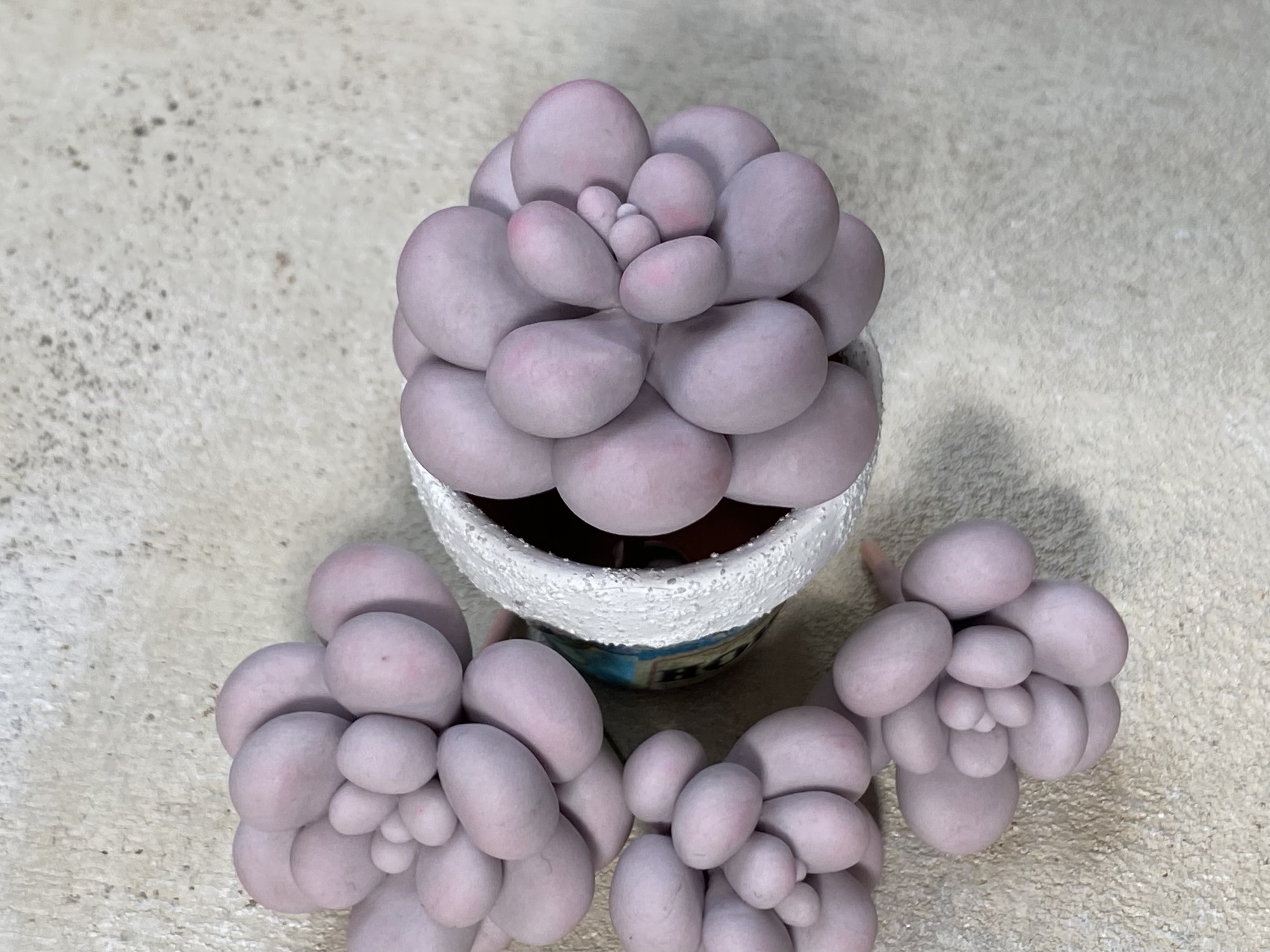 中級編8  オビフェルムの作り方