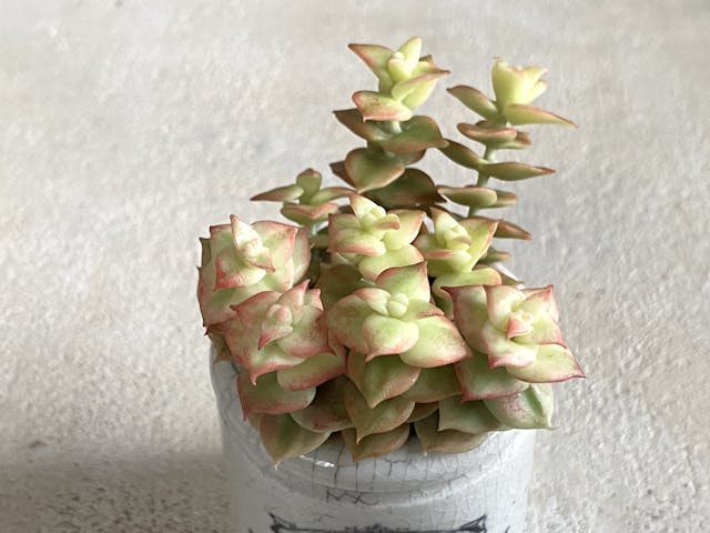 中級編9  南十字星の作り方