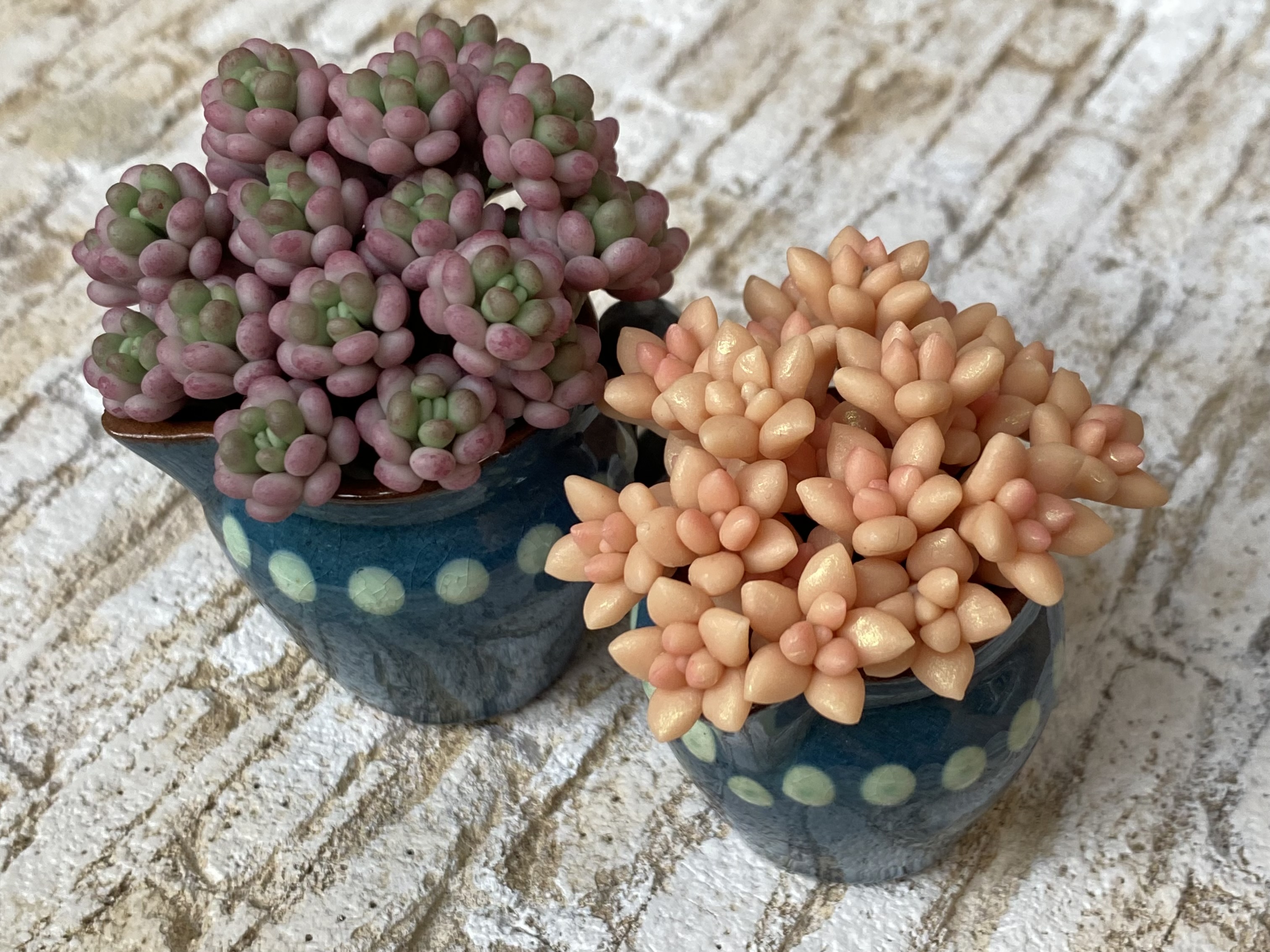 Lesson 12  セダムの作り方2