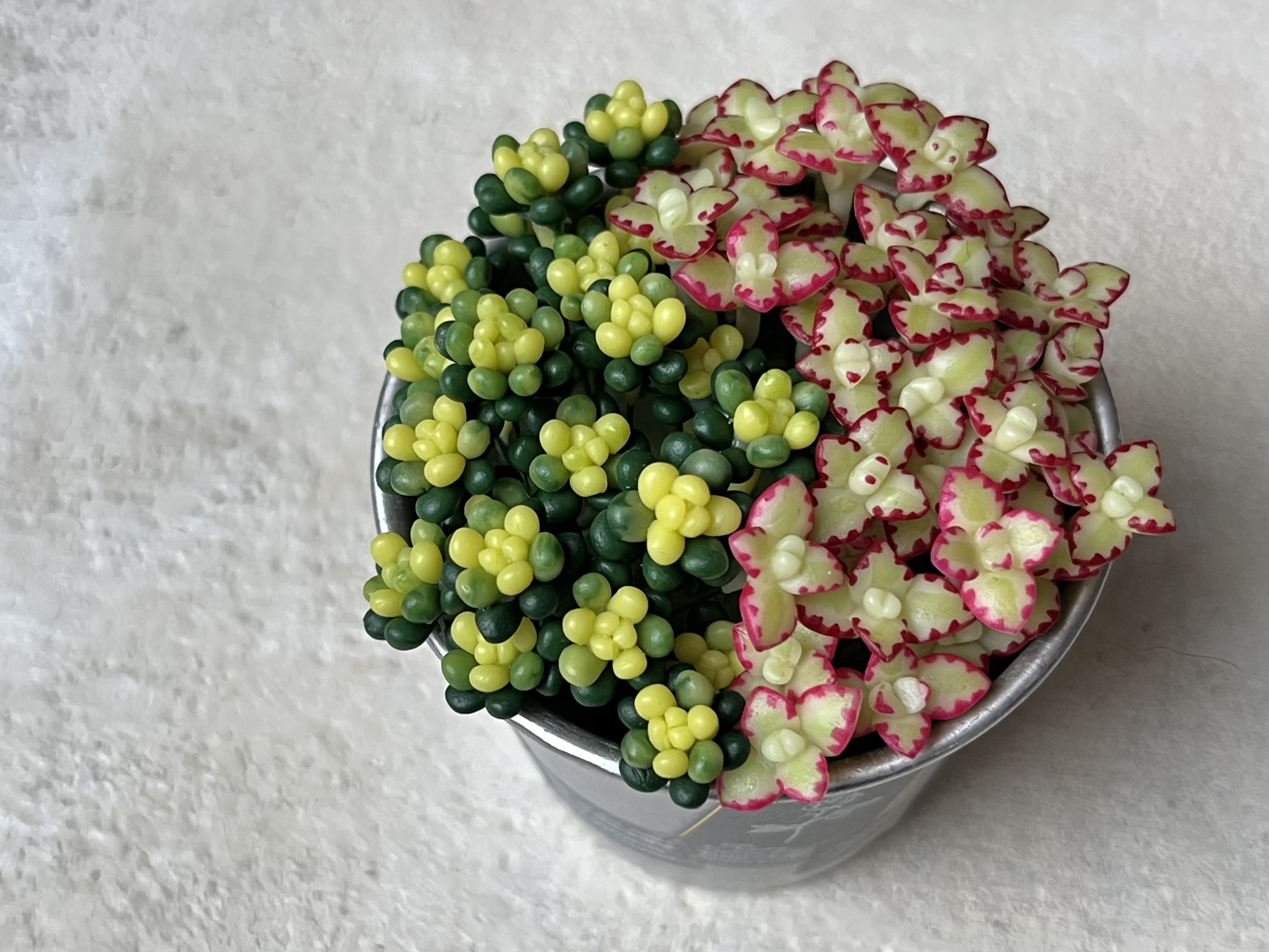 初級編13　セダムの作り方3