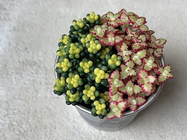 初級編13　セダムの作り方3