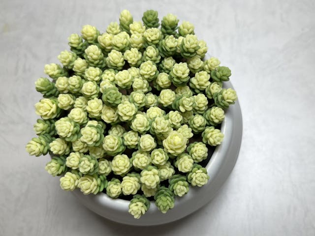 初級編14 アクレアウレウムの作り方