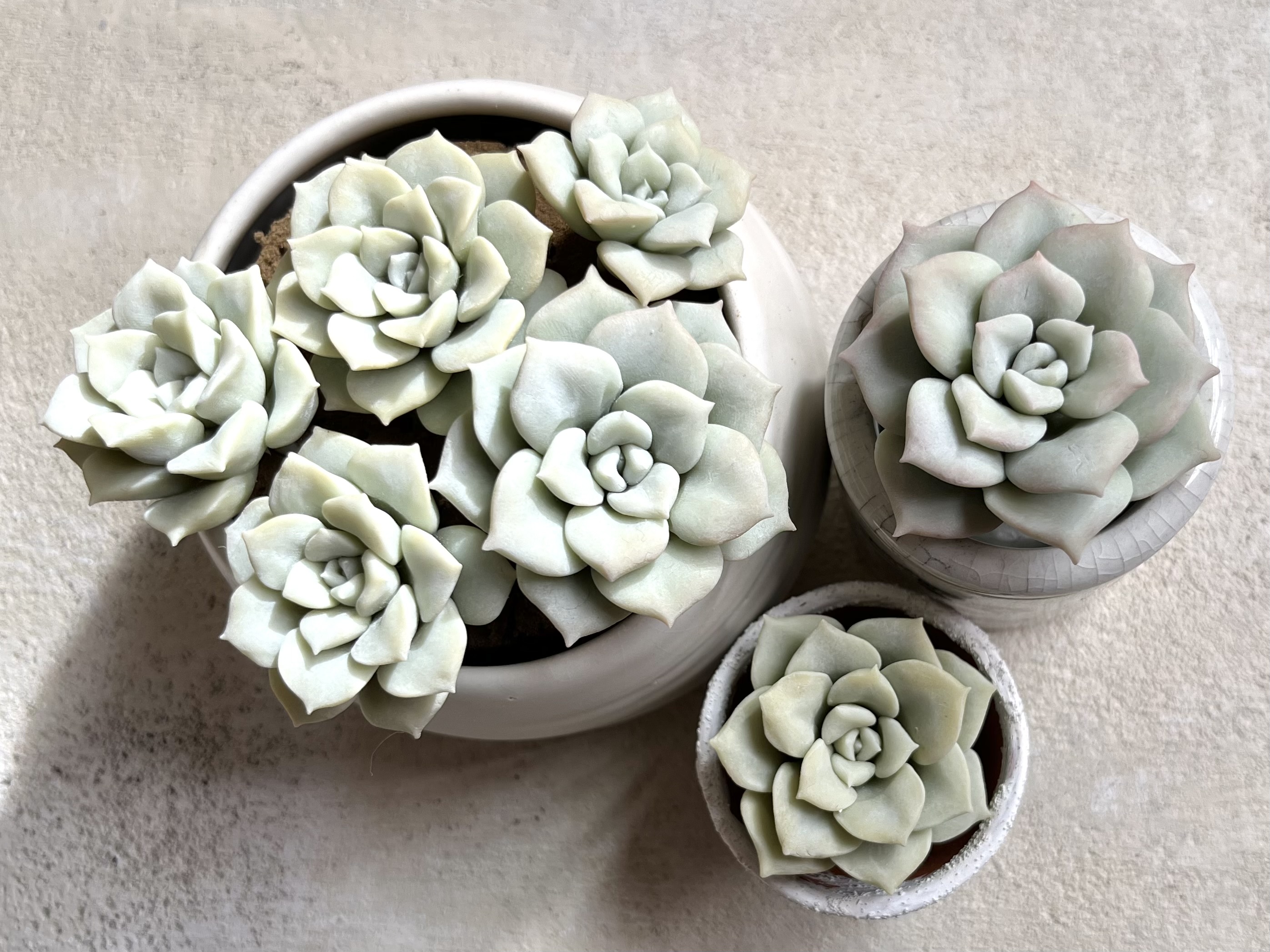 中級編15 ラブリーローズの作り方