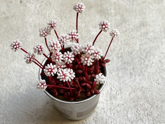 中級編14 紅稚児の作り方