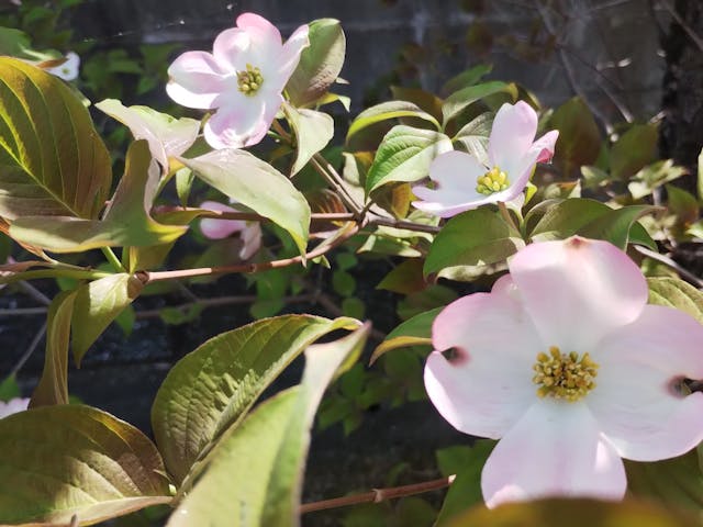 ご注意：季節の移ろいと共に