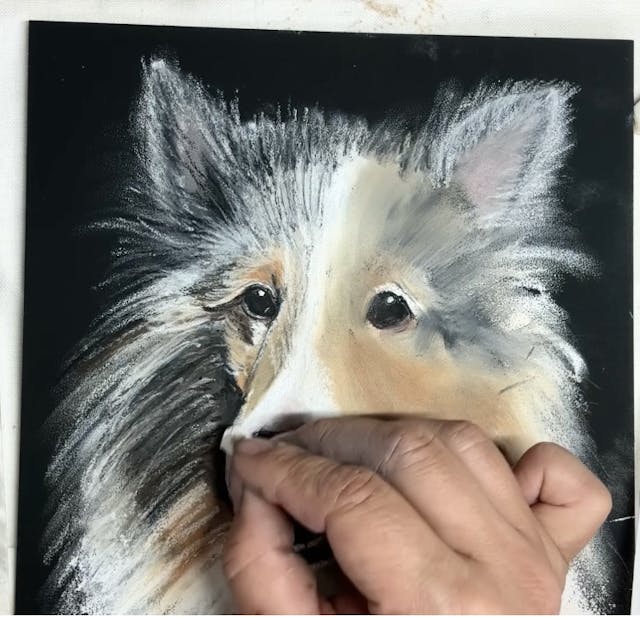 チョークアートでペットの似顔絵を描こう(シェルティの描き方)