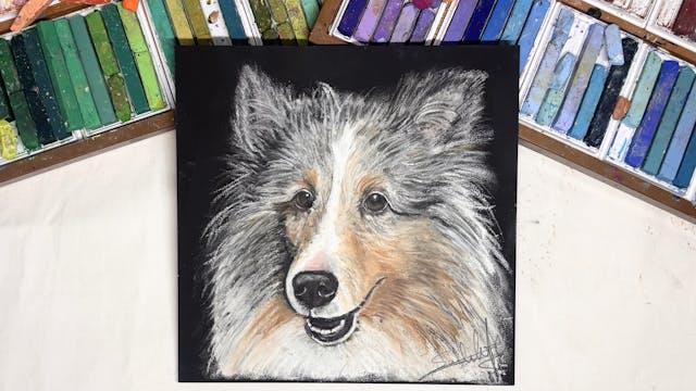 チョークアートでペットの似顔絵を描こう【シェルティ編】