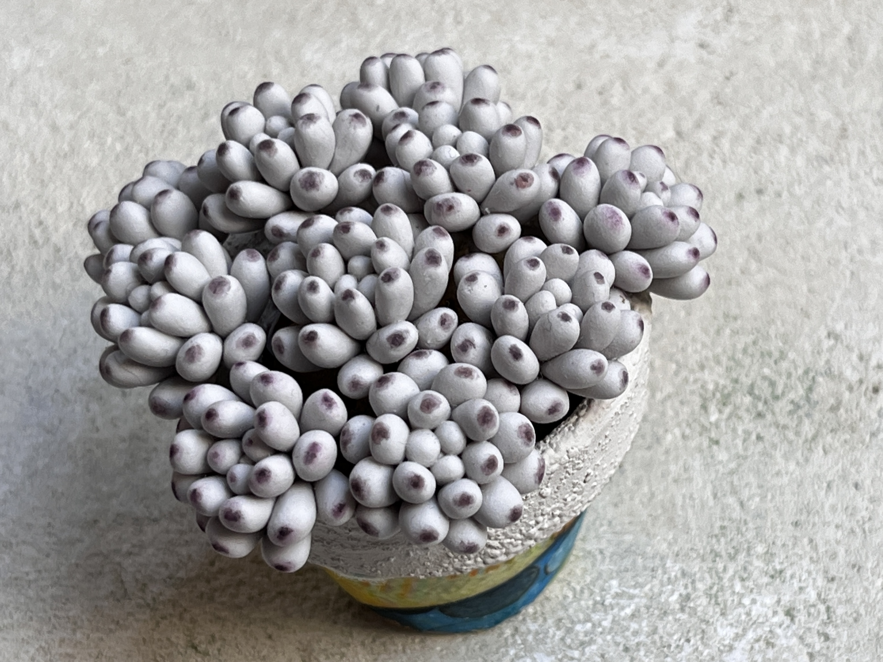 初級編18　ブルービーンの作り方