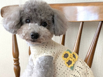 愛犬グッズを彩る「小花とひまわりモチーフ」の編み方【PDF編み図付き】