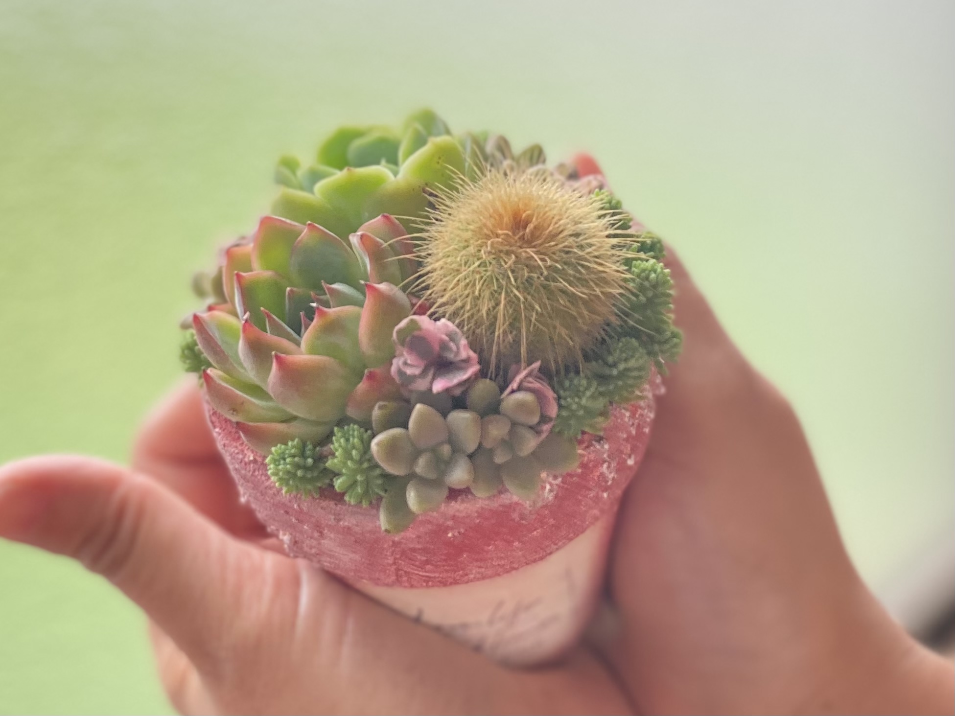 多肉寄せ植え・多肉とサボテンの小さな基本寄せのやり方の紹介画像1