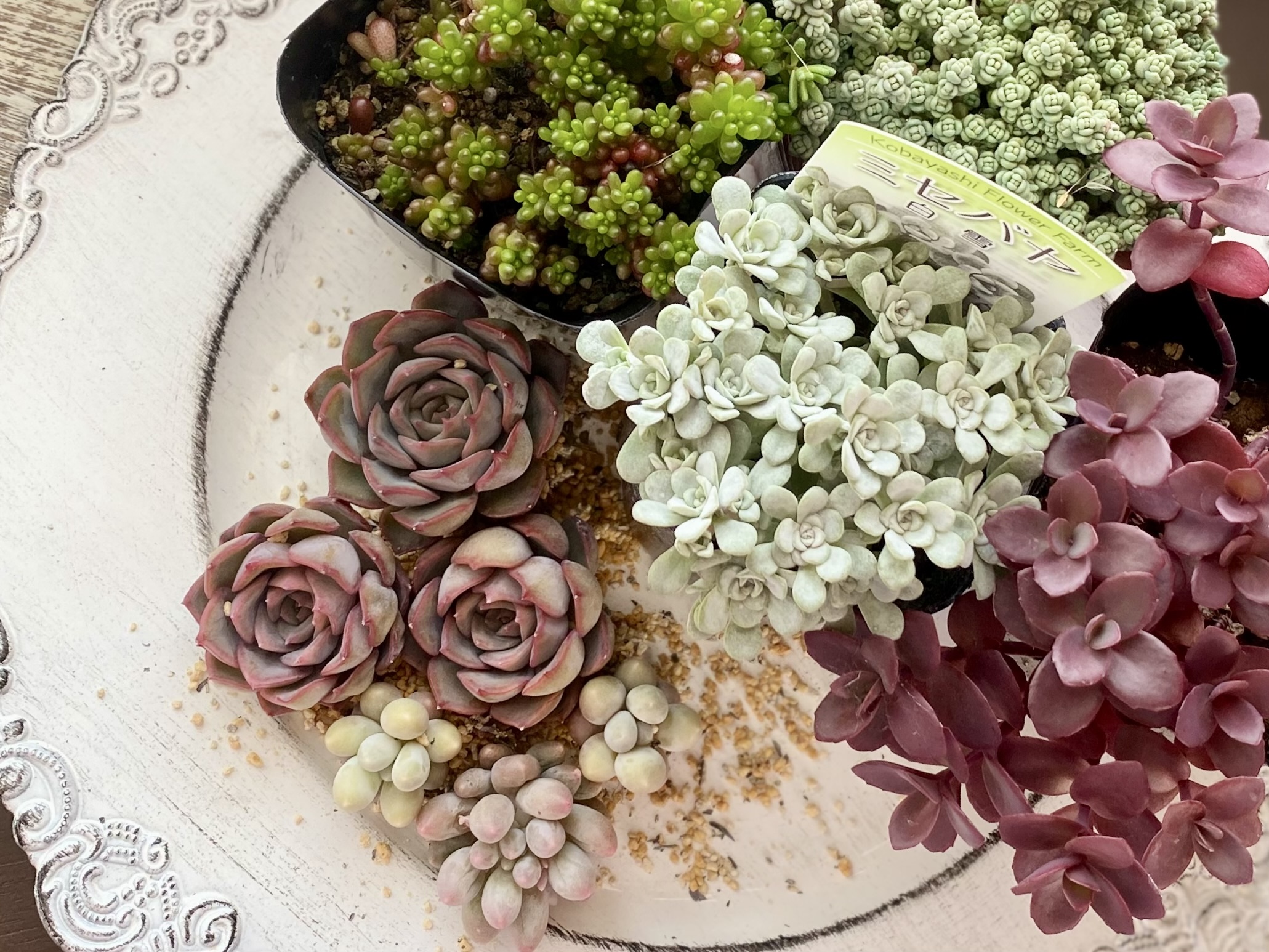 多肉寄せ植え・レクタングルの壁掛けの作り方の紹介画像2