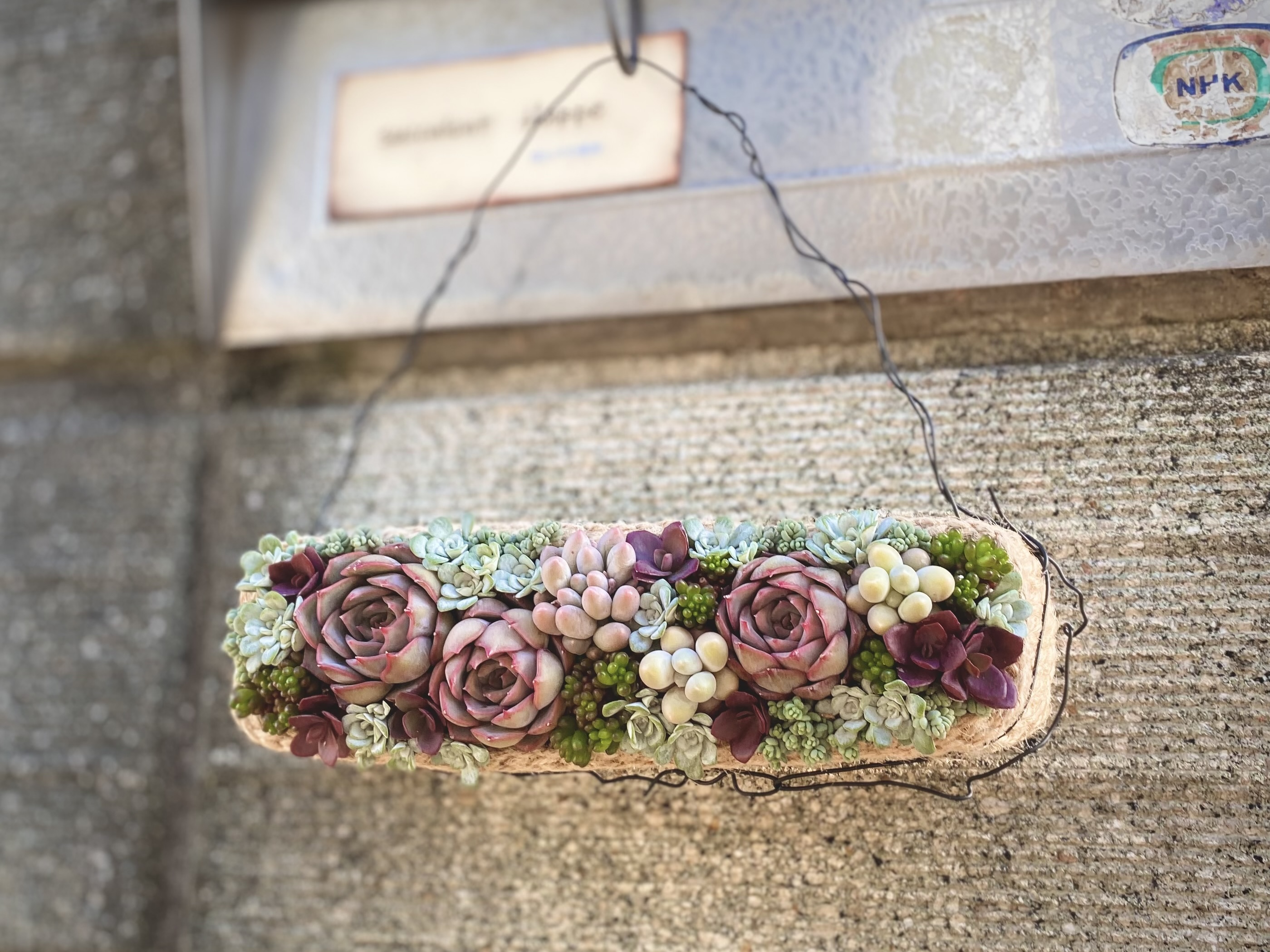 多肉寄せ植え・レクタングルの壁掛けの作り方の紹介画像3