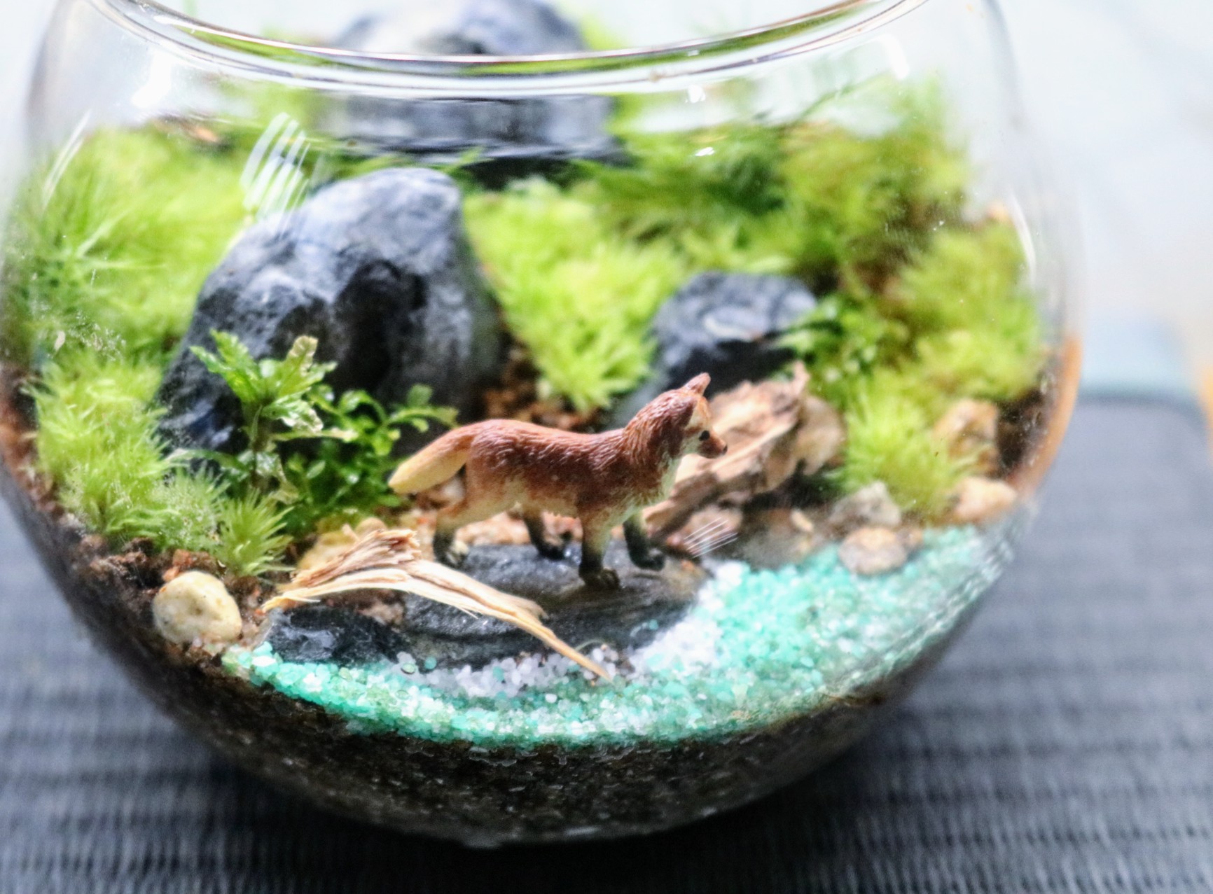 初めての苔テラリウム作りの紹介画像1