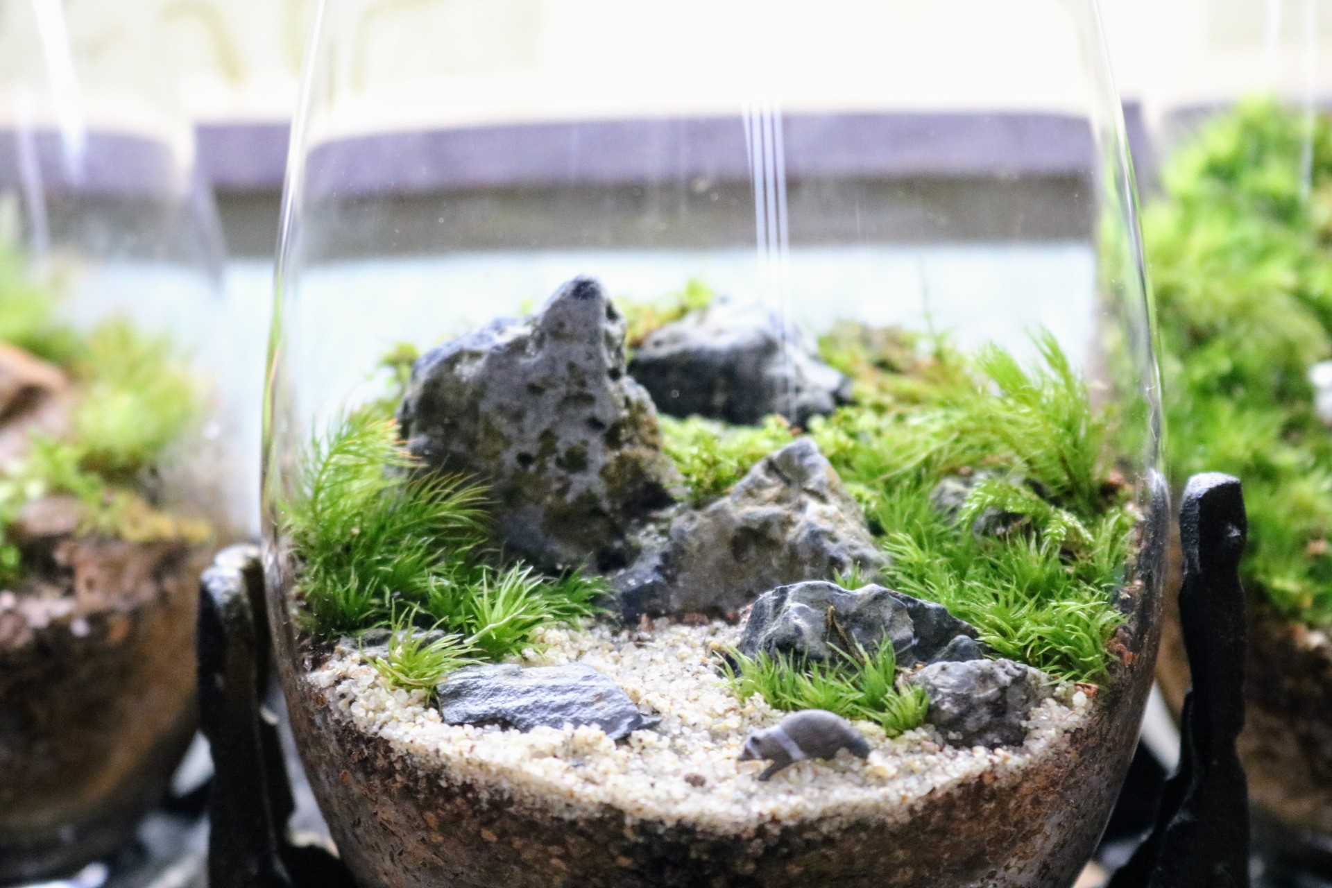 初めての苔テラリウム作りの紹介画像2