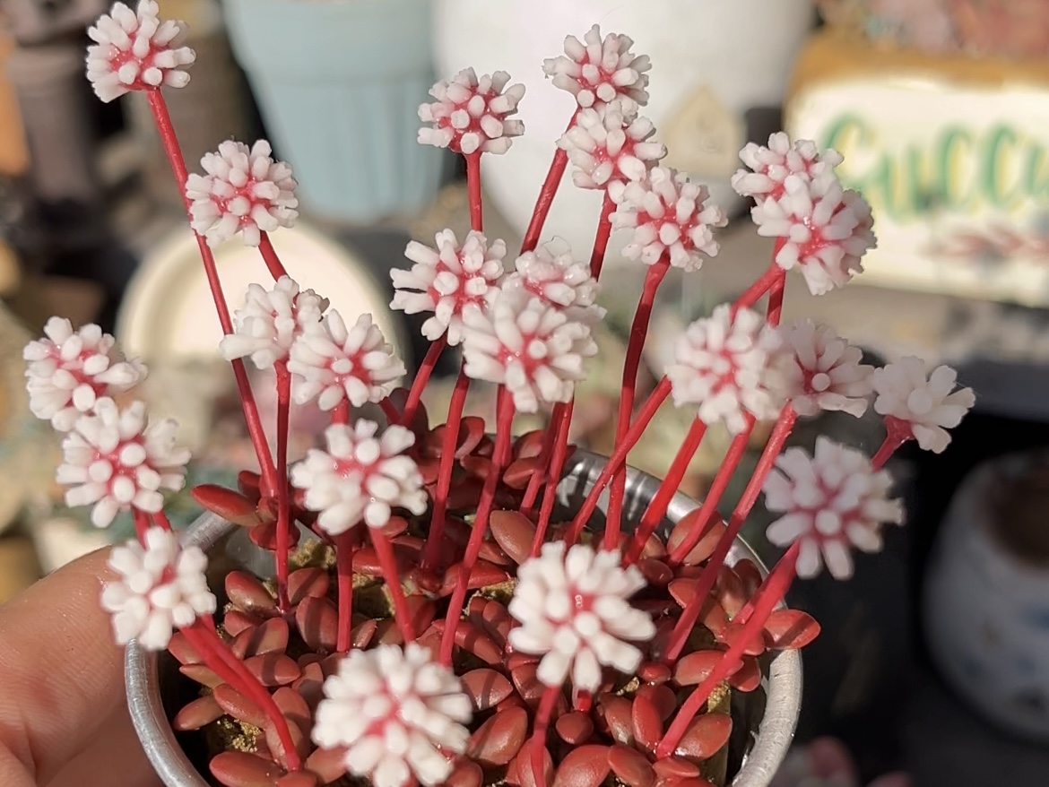 中級編14 紅稚児の作り方の紹介画像4